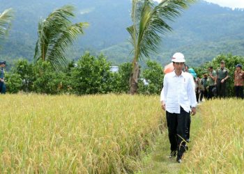 Keluhan Petani Indramayu ke Jokowi: Pupuk Subsidi Sering Hilang, Sulit Dicari