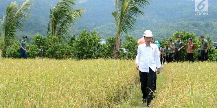 Keluhan Petani Indramayu ke Jokowi: Pupuk Subsidi Sering Hilang, Sulit Dicari